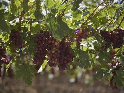La frontera recibe solo el 6.8 % de créditos al agro