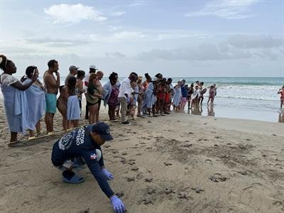 Miches vive un año récord en conservación de tortugas marinas