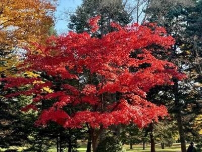 Un viaje a Japón y sus ciudades