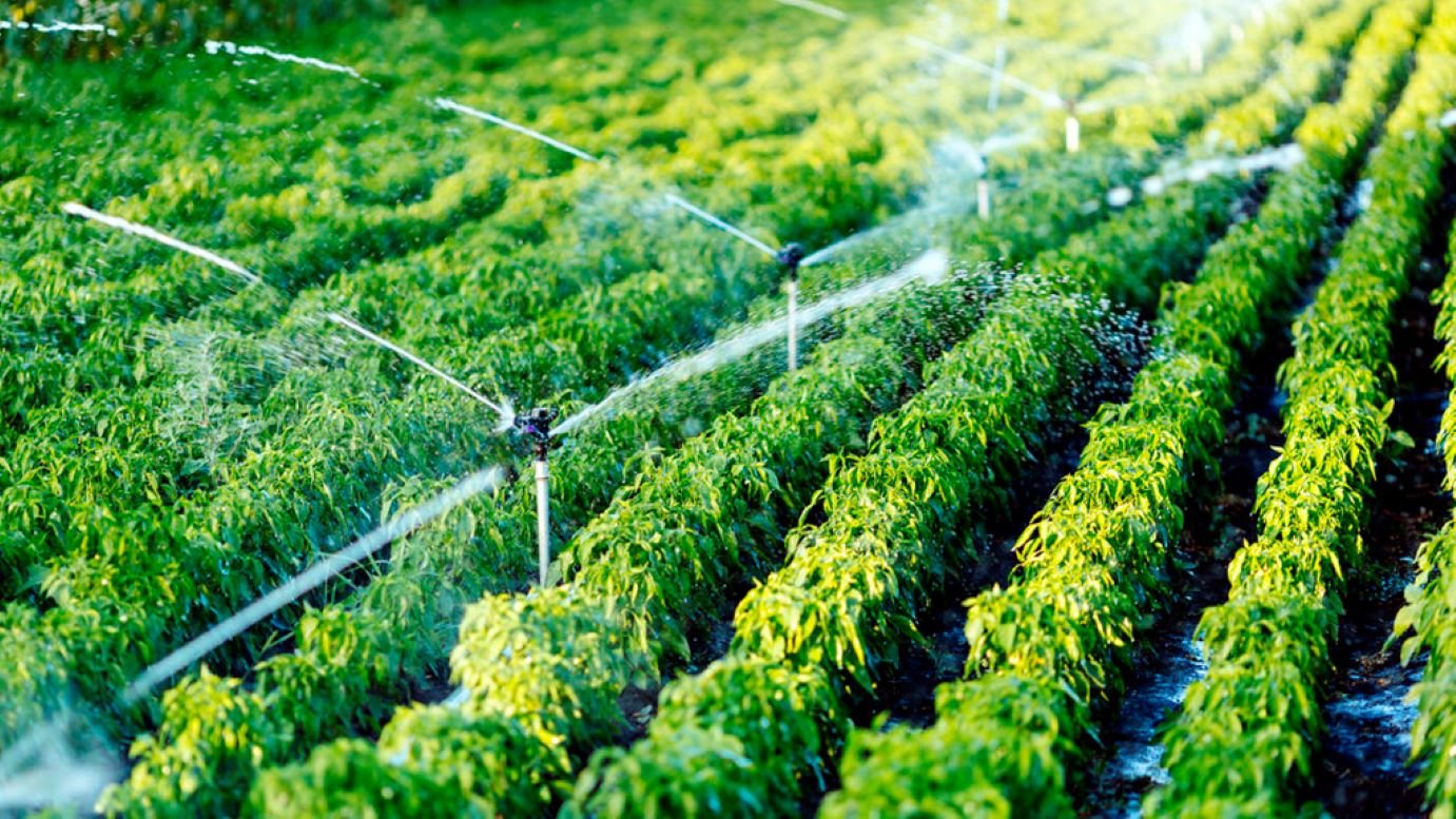 Israel convierte la falta de agua y las tierras áridas en avances en agricultura