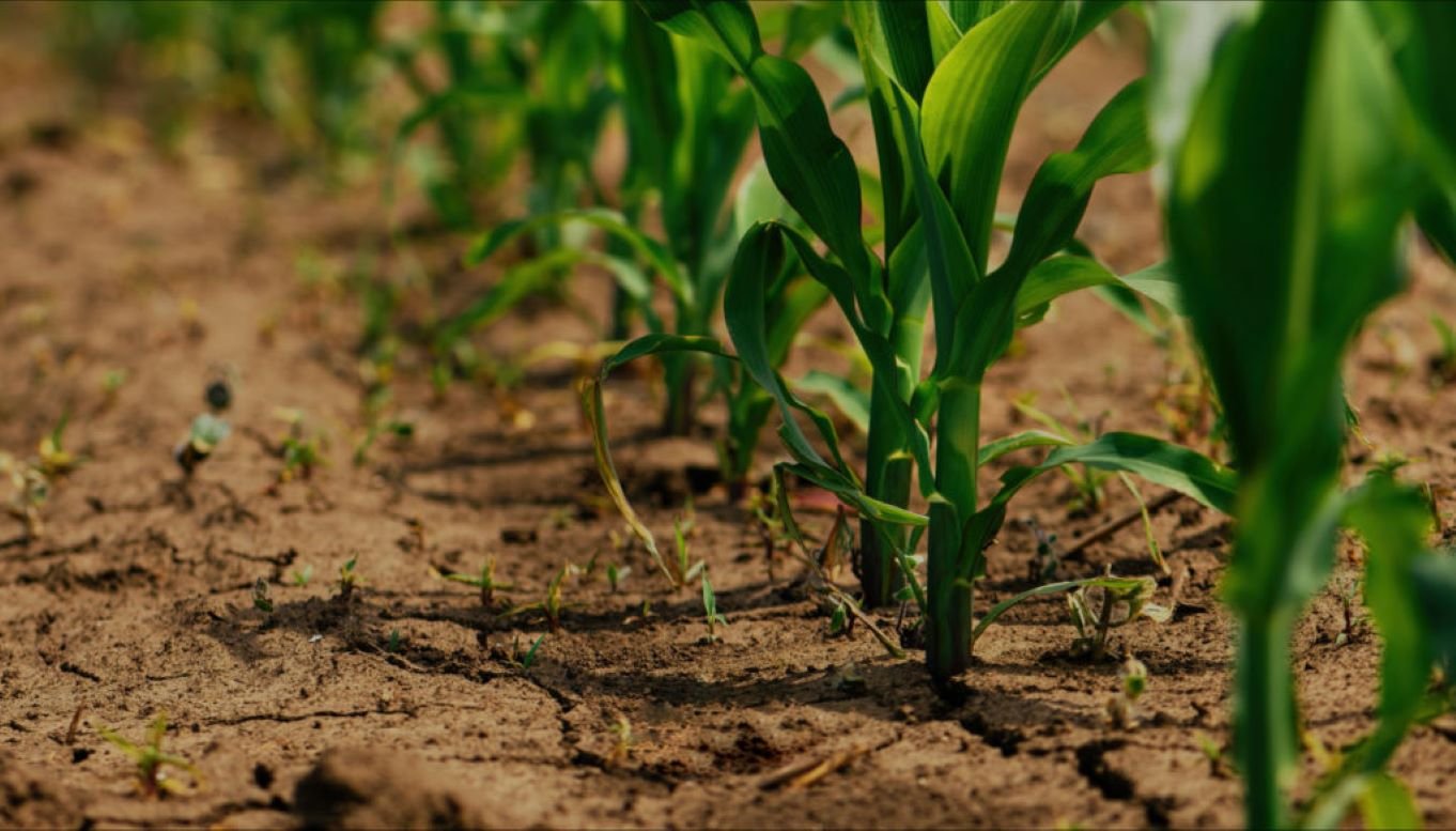 La aclimatación ayuda a las plantas a enfrentar el estrés ambiental