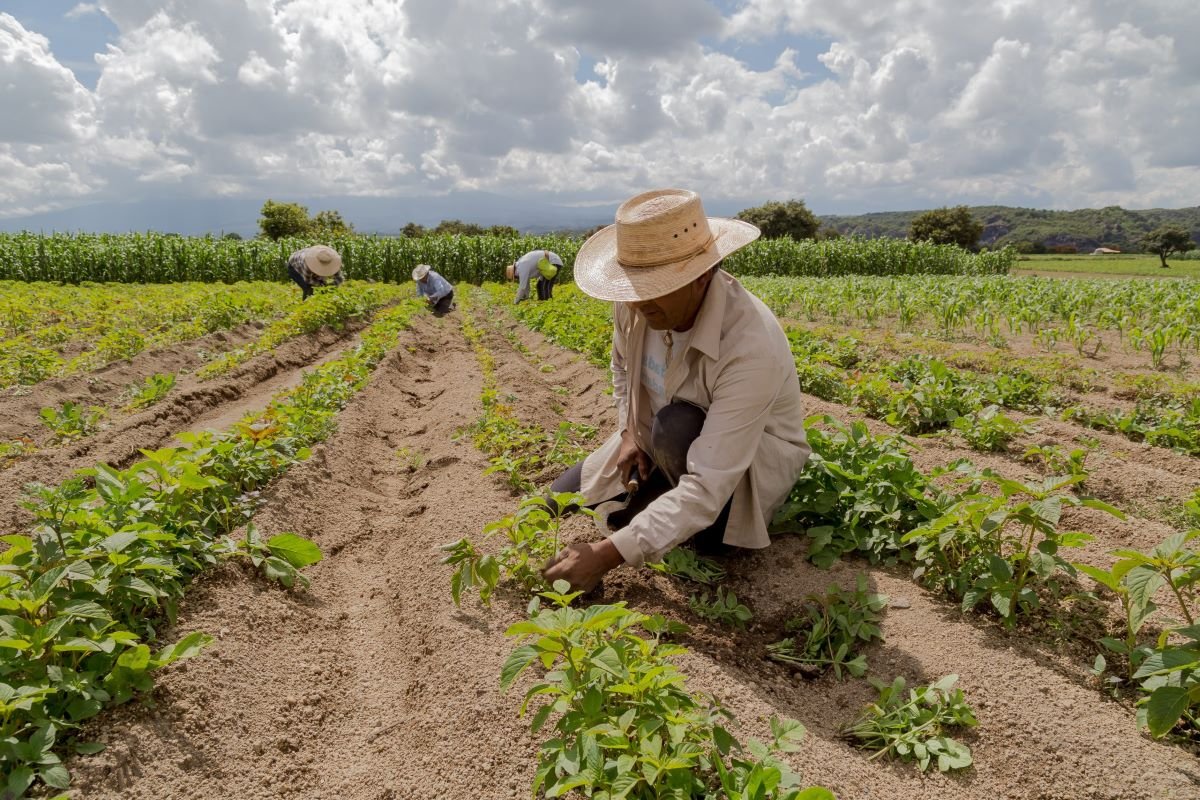La adaptación al cambio climático requiere modificar el manejo agrícola