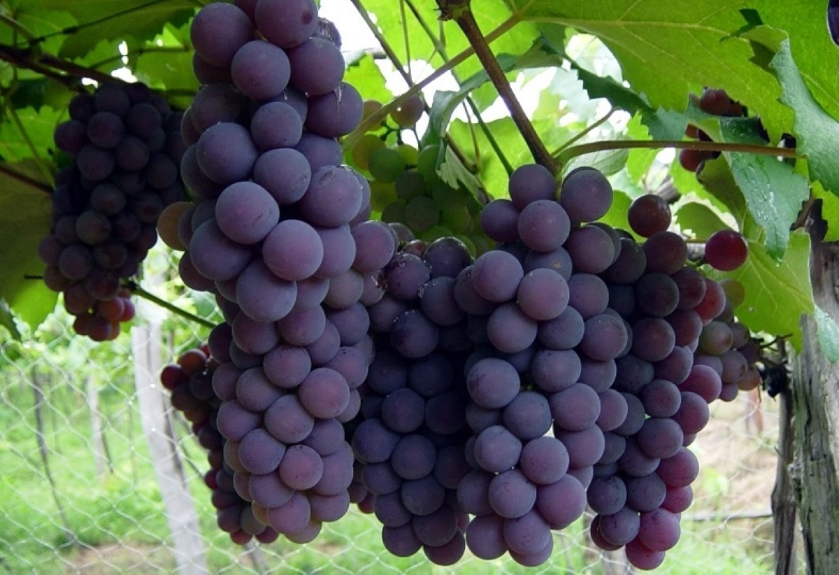El incremento de la temperatura altera el azúcar y el color de las uvas para vino