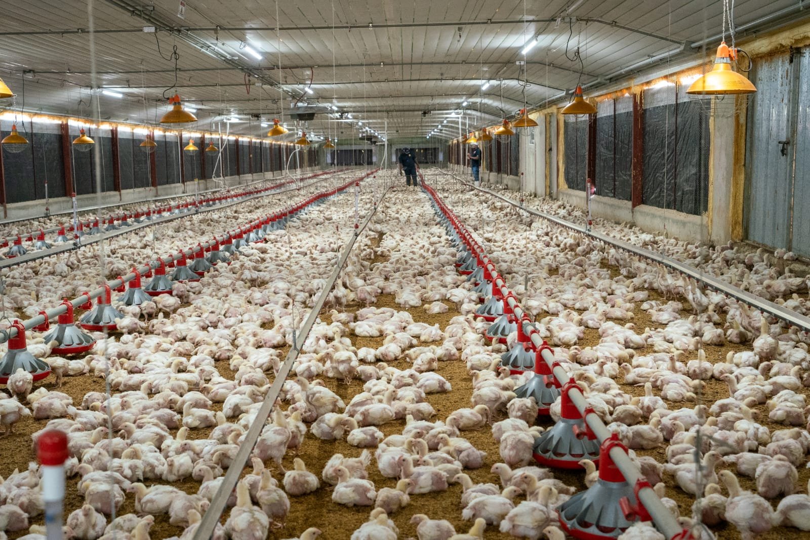 La ADA indica un crecimiento en la producción avícola y alerta sobre la presión de los costos