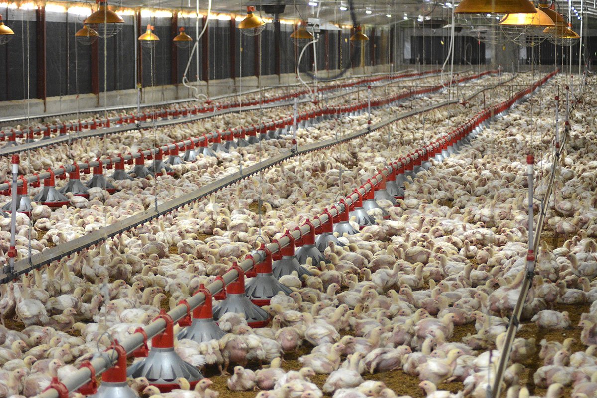 Dominicana incrementa importaciones de pollo en un 105% en cuatro años; producción interna aumenta 52.6%