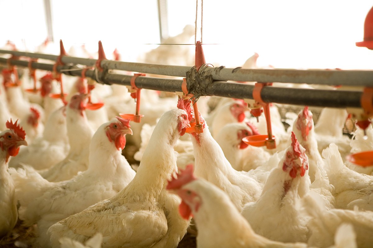 República Dominicana lidera en el aumento del consumo per cápita de carne de pollo