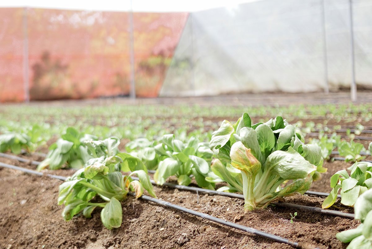 Mujeres del campo descubren en las «casas sombra» una forma de cultivar y obtener ingresos