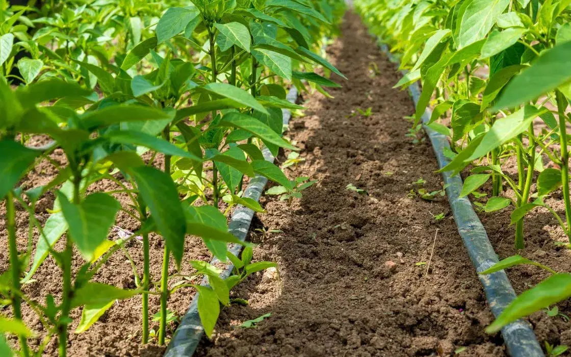 El 73.5% de las siembras en RD depende de las precipitaciones